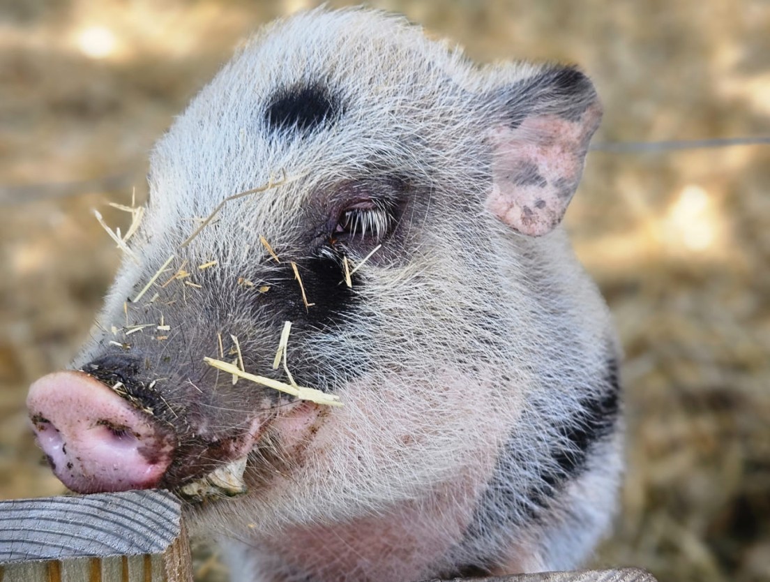 Schwein auf dem Bauernhof beim Fressen im Stallbereich